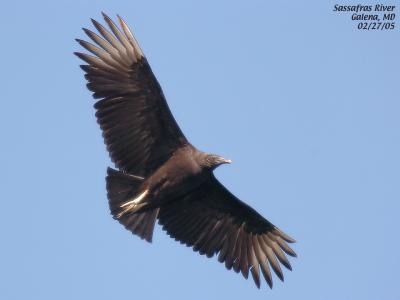 Vulture - Black