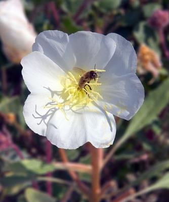 u38/canon_300d/medium/40263743.Mike_Hamilton.jpg