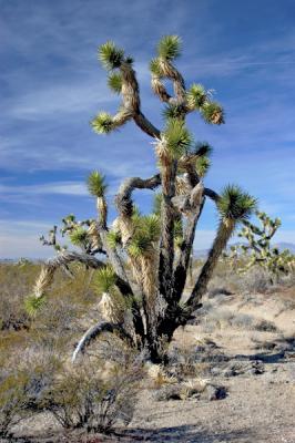 Joshua-Tree--Mojave Desert