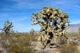 Joshua-Tree-Mojave-Desert.jpg