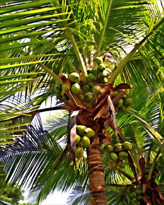 Coconut Palm 1
