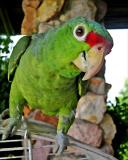 Parrot 1