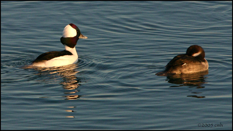 Bufflehead hen and drake 2219.jpg