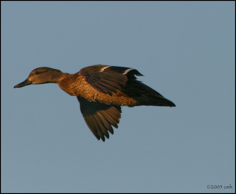 Mallard hen 2202.jpg