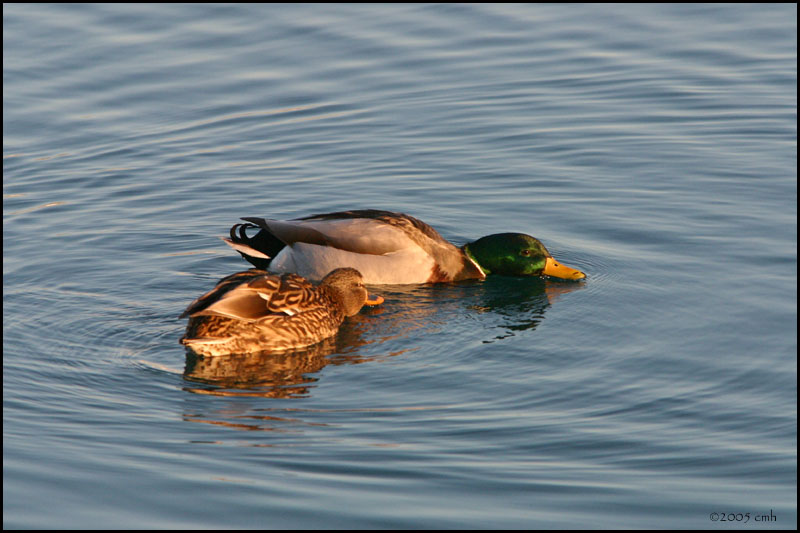 Mallards 2236.jpg