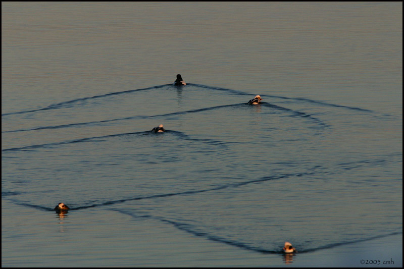 Synchronized Ducks 2267.jpg