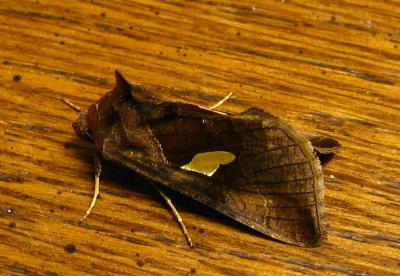 Golden wing Moth