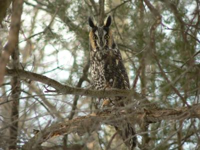 Long-eared Owl - Asio otus