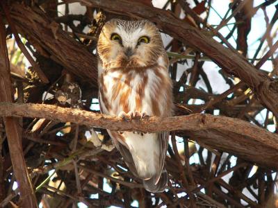 Saw-whet Owl - Aegolius acadicus