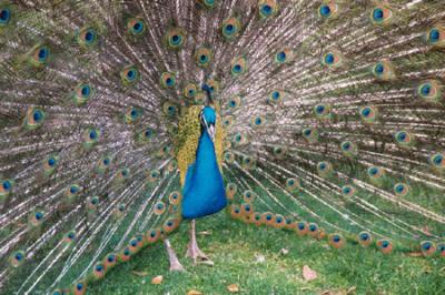 Peacock Glory.jpg