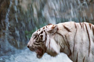 White tiger.jpg