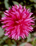 Pink_Aster_small.jpg