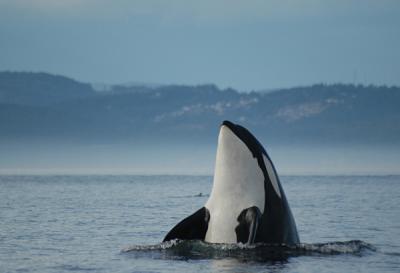 Orcas (Killer Whales) & Sea Lions