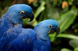 Blue Macaws 11