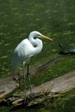 Egret