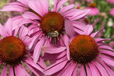 Cone Flowers