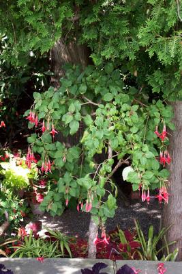 Fuschia, between Japanese and Front Gardens