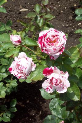 White and Red Rose