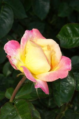 Pink and Yellow Rose