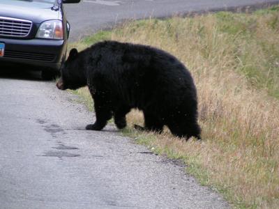 Bear crossing