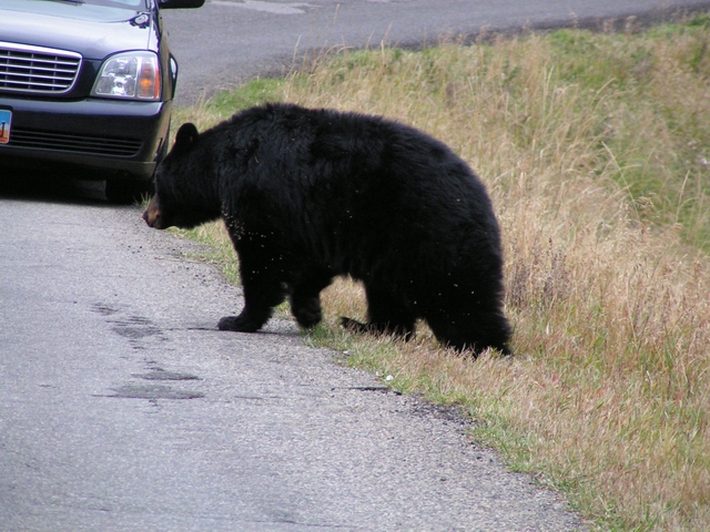 Bear crossing