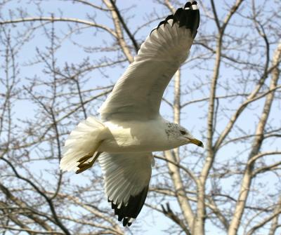 Gull through the trees