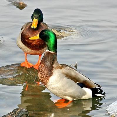 Two Mallards