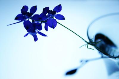 08-02-04Larkspur