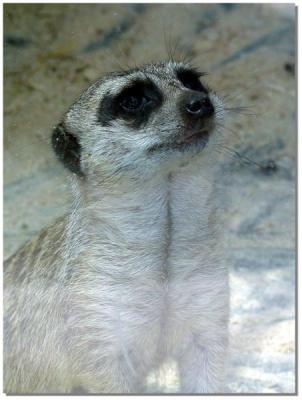 Suricate.jpg