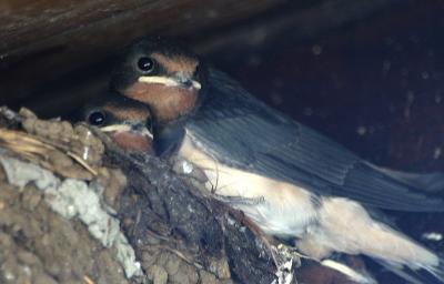 swallows