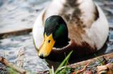 Mallard Portrait