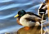 mallardduck3.jpg