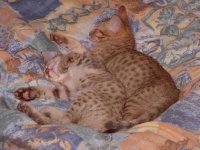 Brderna sover