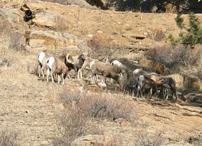 Rocky Mountain Big Horn Sheep