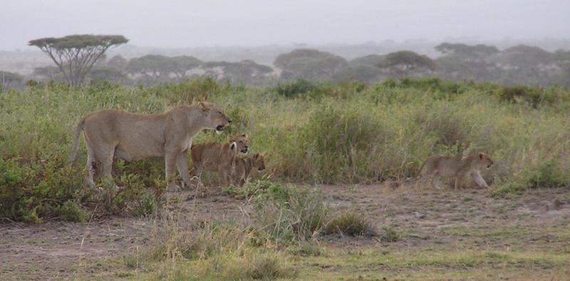 Mama and cubs