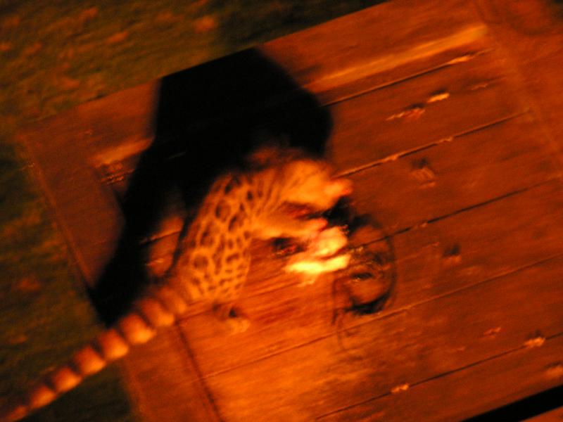 Genett cat - only comes out at night