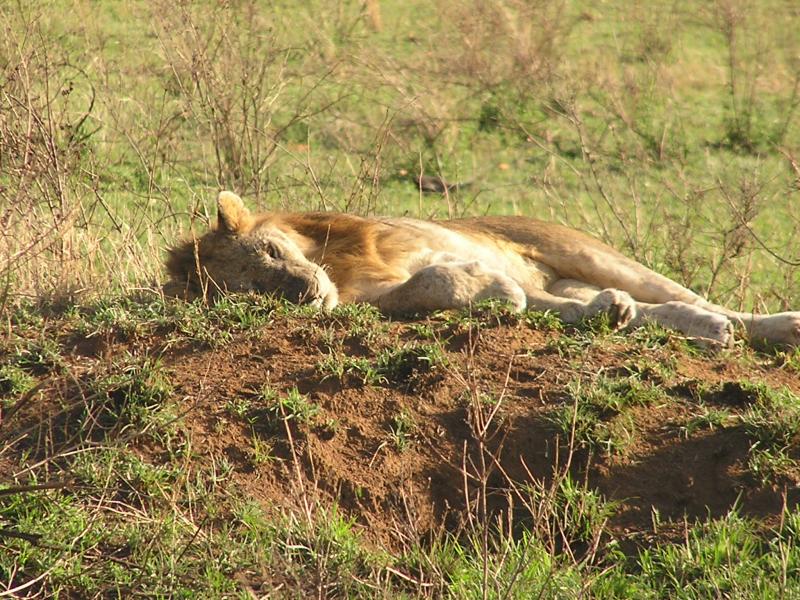 male lion racked out