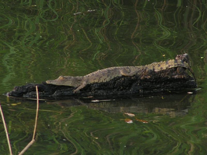 Baby Nile Croc