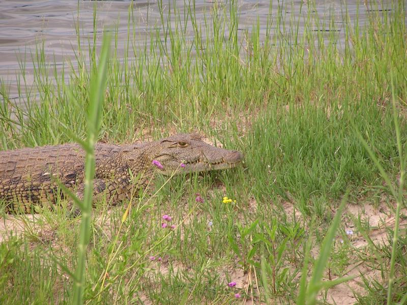 Nile Crocodile