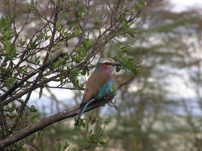 The lilac brested roller