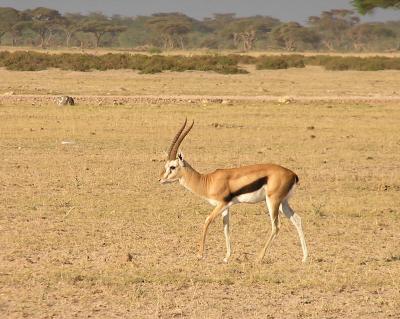Antelope & Birds - Amboseli