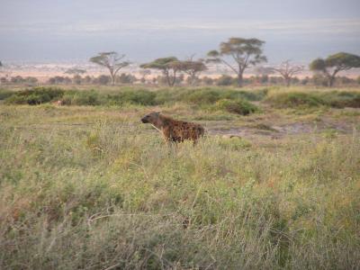 Hyenas follow lions for scraps of food
