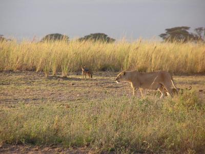 Jackals are also scavengers