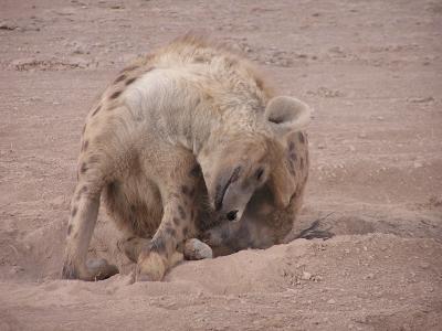 hyena scratching like a dog