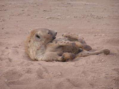 itchy hyena