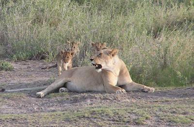 lion pride1