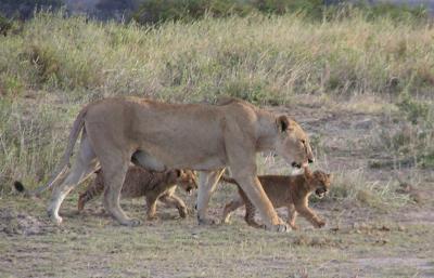 lionpride4