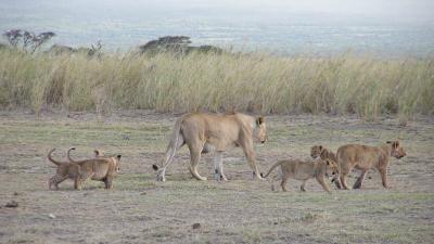 lionpride5