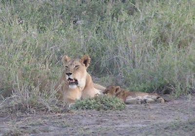 mama nursing cub