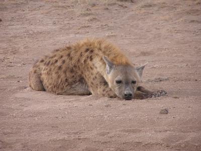 sleepy hyena